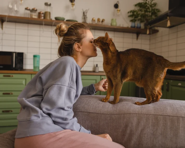 wifi automatic pet feeder
