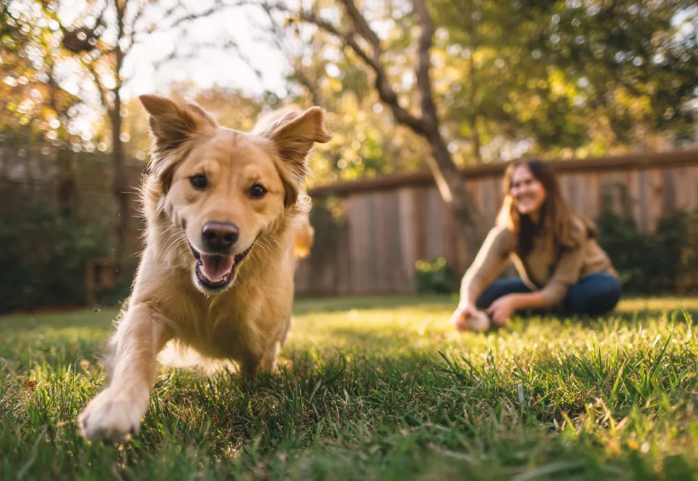 Canine Psychology Guide for Pet Parents