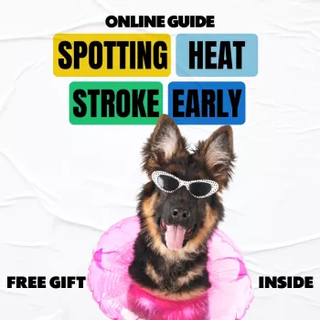 Spotting Heat Stroke in Dogs: Signs and Emergency Care